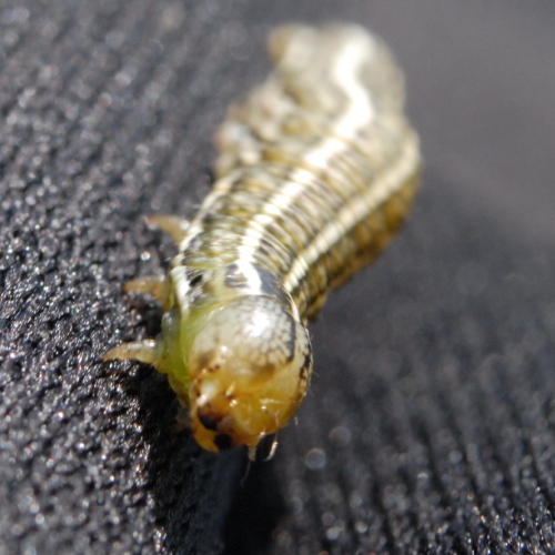 Chenille sur textile technique